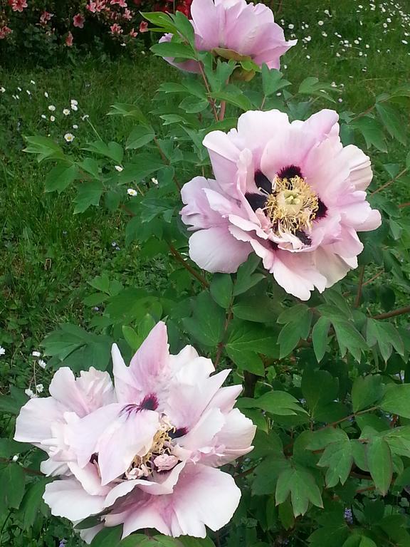 B&B Gloria Gallarate Luaran gambar