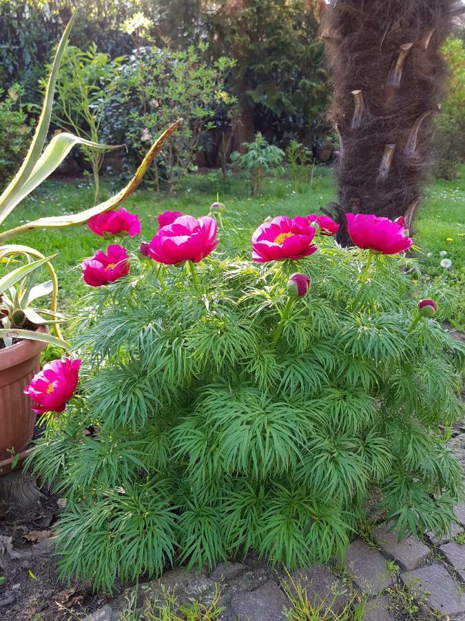 B&B Gloria Gallarate Luaran gambar